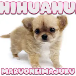 【 チワワ 】超短足な極小ガールが聖地に降臨！食欲旺盛な姿と足先・尻尾にご注目！