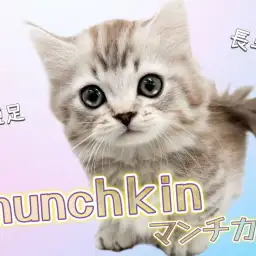 【 マンチカン 】短足！長毛！美しきシルバーカラーの希少マンチカン