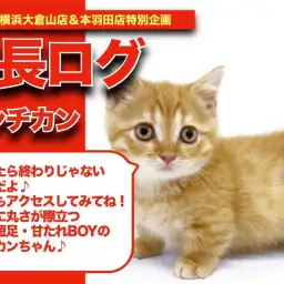 【 マンチカンちゃんの成長アルバム 】日に日に丸さが際立つマンチカンちゃんの成長記!