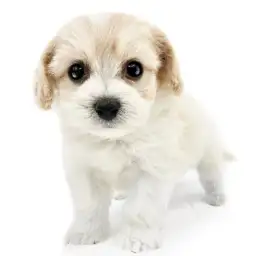 MIX（キャバリアキングチャールズスパニエル×ビションフリーゼ）