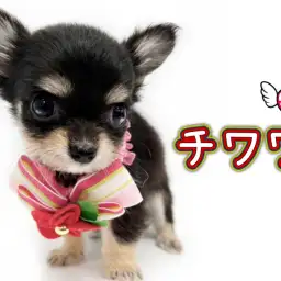 【 チワワ 】濃いタンの模様が素晴らしい!友好的でマイペースな極小チワワちゃん