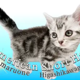 【 アメリカンショートヘア 】初心者さん必見！昔から愛され続ける魅力をご紹介