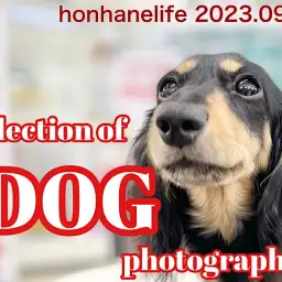 【 ホンハネワンライフ 】マルワン本羽田店の可愛いワンコ達の写真集!