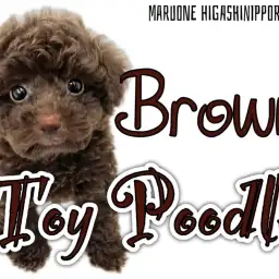 【 トイプードル 】オシャレブラウンをまとった爆毛ボーイ