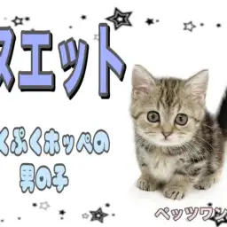 【 ミヌエット 】愛嬌たっぷり大人気短足猫種の登場!