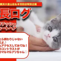 【 ブリちゃんの成長アルバム 】愛嬌バクダンのマルマルブリちゃんの成長記!