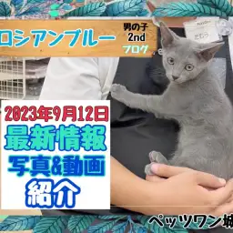 【 ロシアンブルー 】2nd紹介 日に日に甘えん坊になっていく藍鼠色の王子様