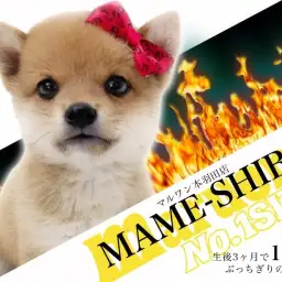 【 豆柴 】祝!生後3ヶ月経過でやっとこさ1kgを迎えた極小まめちゃん!