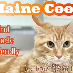 【 ホンハネにゃんライフ 】とっても優しいイケニャン!ダックスちゃんと遊んだよ!