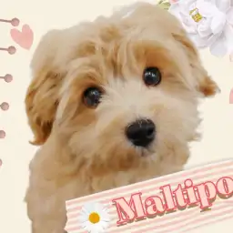 【 MIXマルプー 】4ヶ月齢のミニマムでキュートなレディ！かわいい成長をご紹介