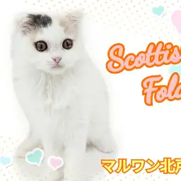 【 スコティッシュフォールド 】ふんわり優しい人気カラー!愛されにゃんこに成長中