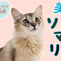 【 ソマリ 】爆音ゴロゴロがとまらない!コミュニケーション大好きにゃんこ