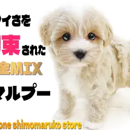 【 MIX 】約束された可愛さに大注目！遊び好きで可愛さ満点のマルプーの女の子！