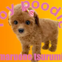 【 トイプードル 】マルワンプレミアム認定のプリンセス！！