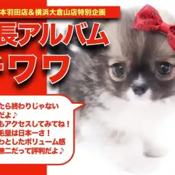 【 ロングコートチワワ 】超モコモコのドワーフ体型!チワワちゃんの成長日記