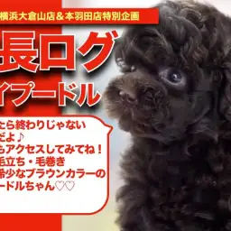 【 ブラウンプーちゃんの成長アルバム 】毛量・毛立ち・毛巻き最高なトイプードルちゃん!