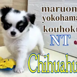 【 チワワ 】パパはアメリカンチャンピオン!牛柄模様がキュートな女の子