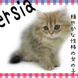 【 ペルシャ 】品の良さ優雅さをもつチンチラゴールデン!穏やかな性格の女の子!
