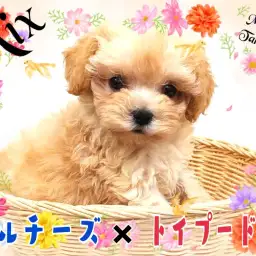 【 MIX 】Mix犬ランキング堂々の1位！美少女まるぷーがやってきた！