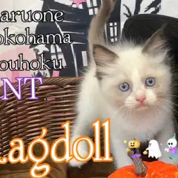 【 ラグドール 】大人気！リアルぬいぐるみニャンコさん