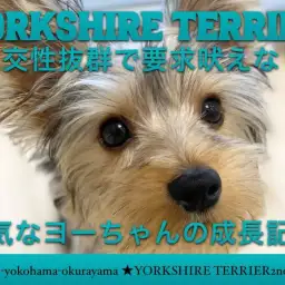 【 ヨークシャーテリア 】要求吠えなし!社交性抜群!陽気なヨーちゃんの成長記!