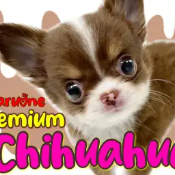 【 チワワ 】可愛すぎる小さなプレミアムチョコタンわんこ!