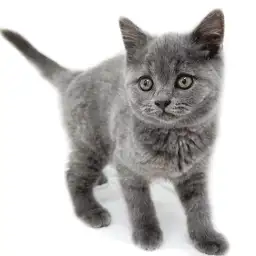 ブリティッシュショートヘア