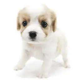 MIX【キャバリア×（ビション×キャバリア）】