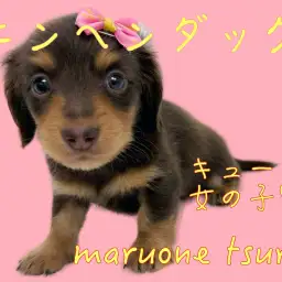 【 カニンヘンダックス 】胴長短足が愛らしい!キュートな女の子!