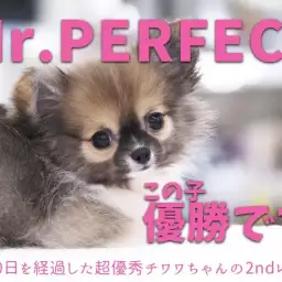 【 チワワ 】短足・フルカラー・爆毛・おトイレ上手!Mr.パーフェクト称号GET!