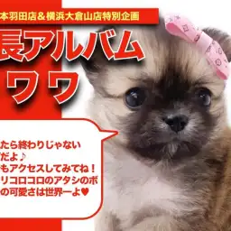 【 チワワ 】インパクト最強!コツメチワワちゃんのカワチイ成長日記