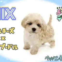 【 MIX 】もちふわ体型のマルプーちゃん