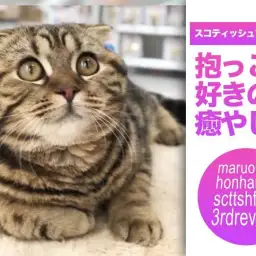 【 スコティッシュフォールド 】抱っこされるのが大好きな癒やしニャンコに成長中!