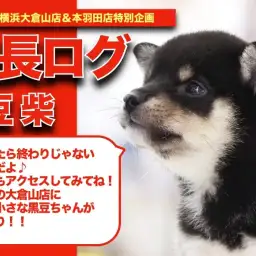 【 黒豆柴ちゃんの成長アルバム 】キリッとした美しいお顔の黒豆柴ちゃんの成長記!