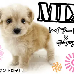 【 MIX 】トイプードルとチワワが両親、小さくて明るい性格の女の子！