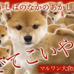 【 柴犬 】鮮やかな赤毛のムチムチしっかりボディ!まん丸クマ顔柴犬!