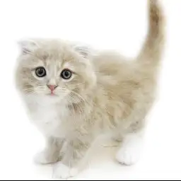 スコティッシュフォールド