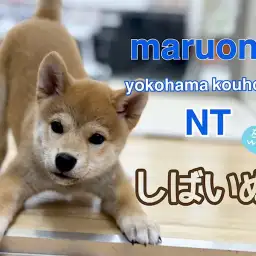 【 柴犬 】赤柴くんの生後3ヶ月の今をご紹介!