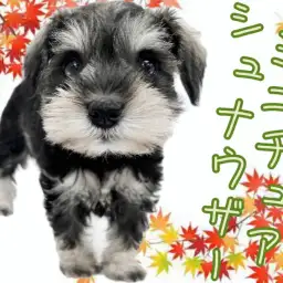 【 ミニチュアシュナウザー 】最高の家庭犬！癒し効果抜群の魅力を大放出