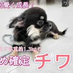 【 チワワ 】生後6ヶ月で約1.3kgはマイクロチワワの兆し！小さめブラクリ女子