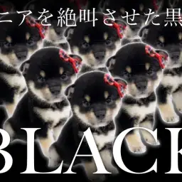 【 豆柴 】両親体高27cm以下！！待望のプレミアム黒豆柴がついにやってきた！