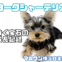 【 ヨークシャーテリア 】毛色の変化にご注目!小柄な歩く宝石の成長記録