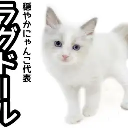 【 ラグドール 】穏やかさは都内No.1！優しく遊び好きな美形男子に密着！