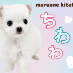 【 チワワ 】愛嬌抜群！魅惑のムチコロボディ！しろくまみたいな女の子