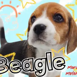 【 ビーグル 】あなたのベストパートナーに!癒し系ハウンドドッグ!