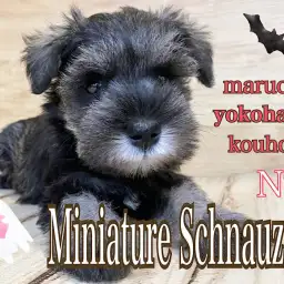 【 ミニチュア•シュナウザー 】人気王道ソルト＆ペッパーのおっとり系な女子