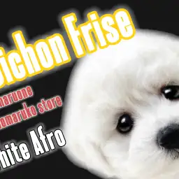 【 ビションフリーゼ 】天真爛漫！毛量たっぷり、アフロ犬目指して元気に成長中！