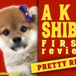 【 赤柴犬 】弟感満載のおっとり柴犬がマルワン本羽田店にやってきた!