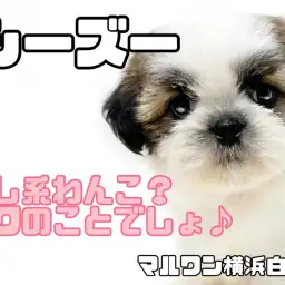 【 シーズー 】おっとりわんこの代表格！チャンピオンの血を受け継いだ癒し系わんこ