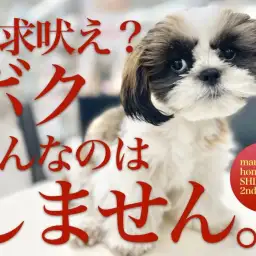 【 シーズー 】最高のおとなシーズー!生後5ヶ月を迎えたシーズーちゃんに密着!